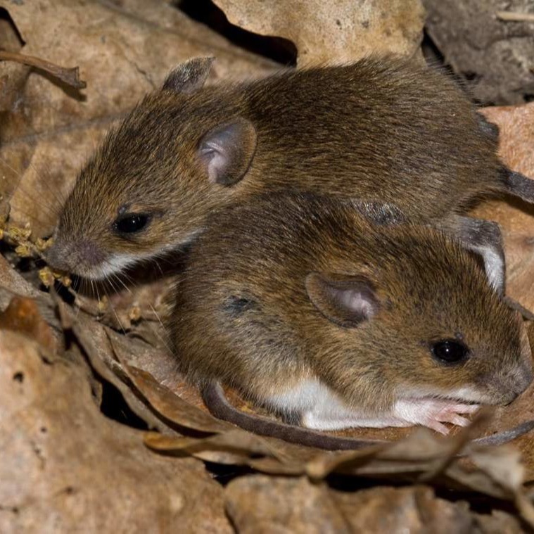 Уничтожения мышей в частном доме в Тольятти?